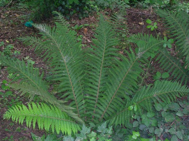 Cfr. Polystichum